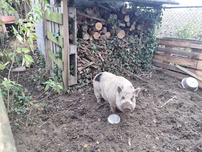 Het loslopende varken van Rilland is eindelijk gevangen en hij heet Bertus
