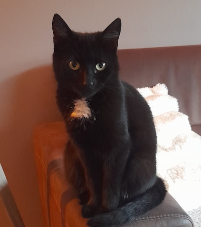 Heb jij Boris gezien? Dit huisdier wordt in Tholen vermist