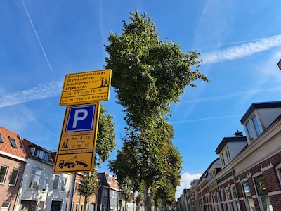 Bergen op Zoom vervangt tientallen platanen in de binnenstad: ‘Meer boomsoorten nodig om het risico te spreiden’