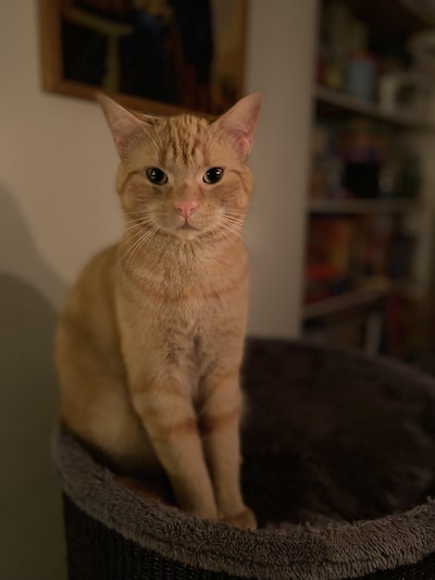 Heb jij Donder, Babu of Pip gezien? Deze vier huisdieren worden in Schouwen-Duiveland vermist