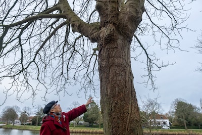 Herinnering laat Catharina (88) niet los: meisje dat in 1947 naast Juliana een boom plantte, ziet  droom uitkomen