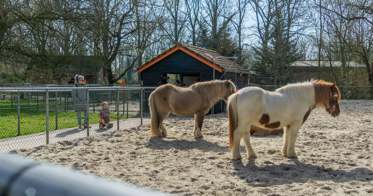 Ponyochtend en speurtochten bij Kinderboerderij De Klepperhoeve