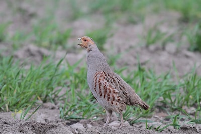 Typisch Zeeuwse boerenlandvogel dreigt te verdwijnen; zenderproject moet dat voorkomen