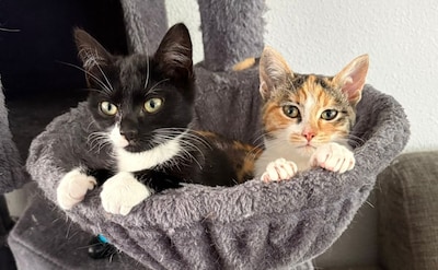 Opgelapte kitten Sofietje zoekt een thuis, maar wekenlang blijft het stil: ‘Reacties stroomden binnen toen ze ziek was’