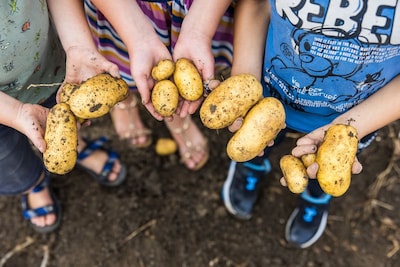 Zeeuwse boerenbedrijven openen akkers voor Nationale Aardappelrooidag