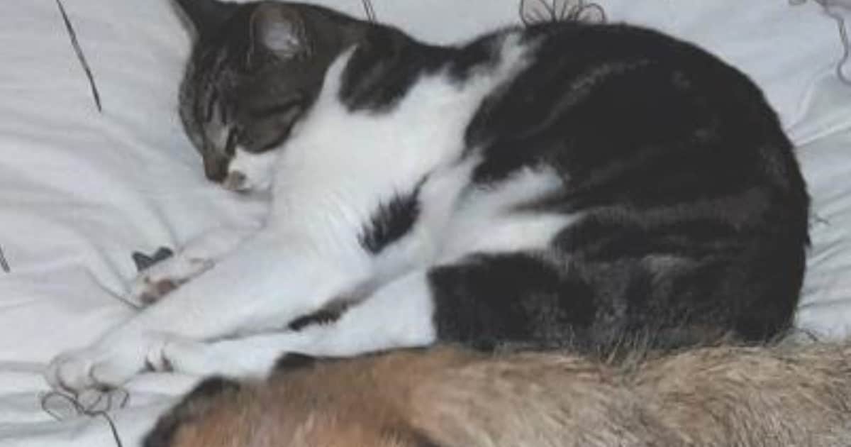 Heb jij Tante Leen gezien? Dit huisdier wordt in Borsele vermist