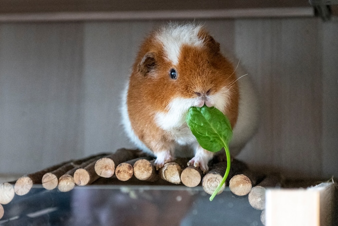 Gedumpte cavia's leven als God in Frankrijk in opvanghuis Hulst | Regio ...