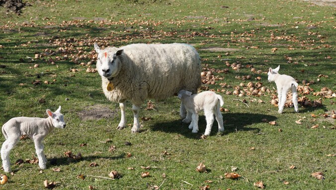 MIJN FOTO | Bij lente horen lammetjes | Regio | PZC.nl