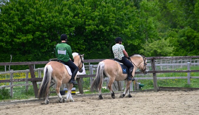 paarden-van-paardoes-krijgen-deze-week-een-nieuw-leven-in-dreischor