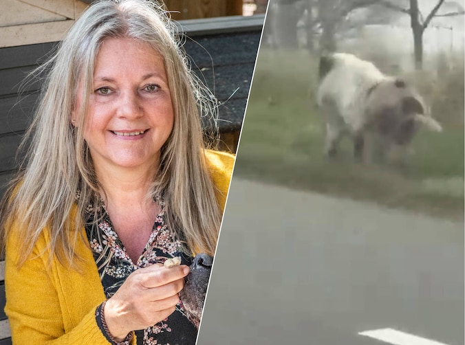Dit varken loopt al maanden los in Rilland, Jolanda (62) gaat hem ...