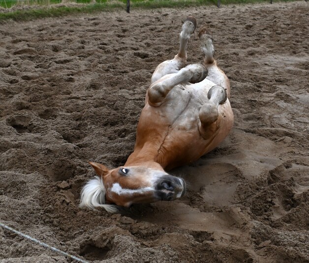 Paardenhouders doen beroep op provincie: ‘Houd Walcheren buiten ...