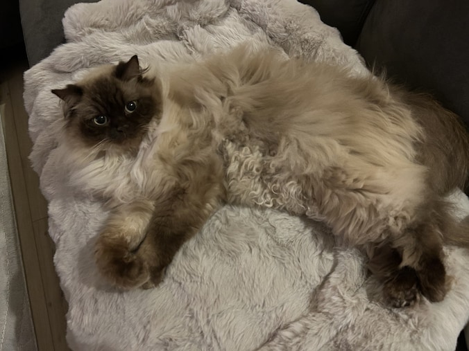 Heb jij Kitty, Busita of Balou gezien? Deze drie huisdieren worden in ...