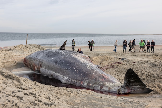 Gestrande potvis Renesse had dubbel pech: verdwaald én geraakt door een ...