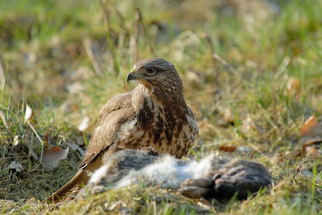 Er liggen de afgelopen weken vaak dode dieren langs de weg. Hoe komt ...