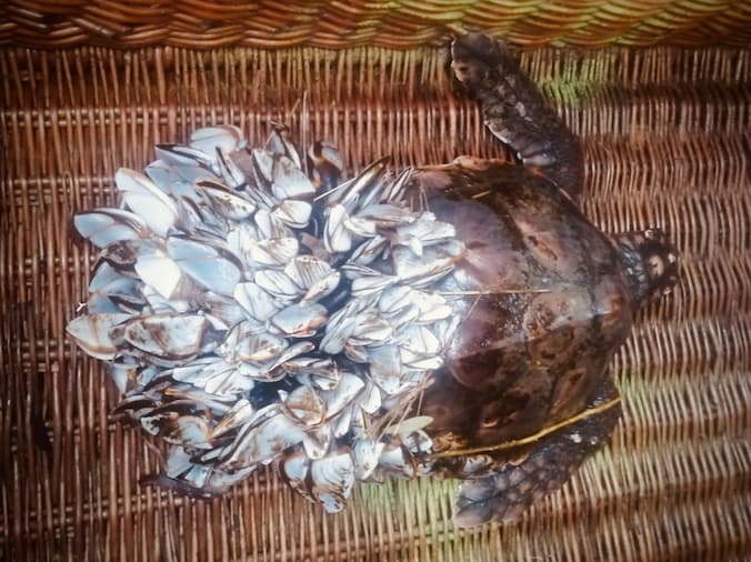 Wéér een Mexicaanse schildpad aangespoeld bij Vlissingen (en een levend ...