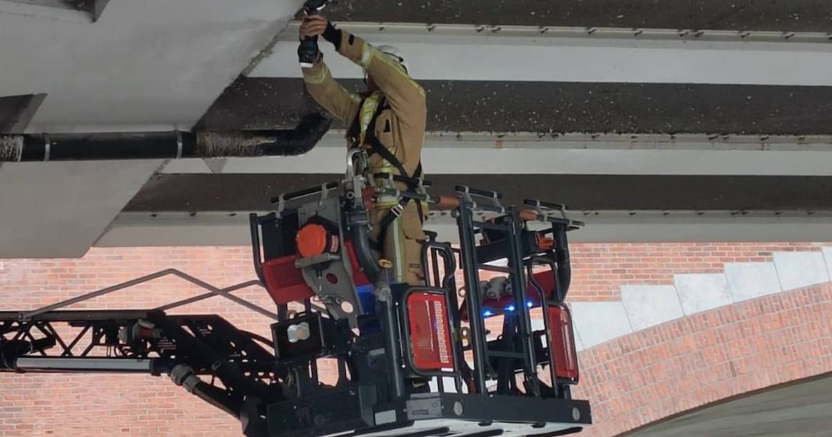 Duiven sterven ‘langzame dood’ achter netten in Gent: brandweer bevrijdt dieren, stad grijpt in