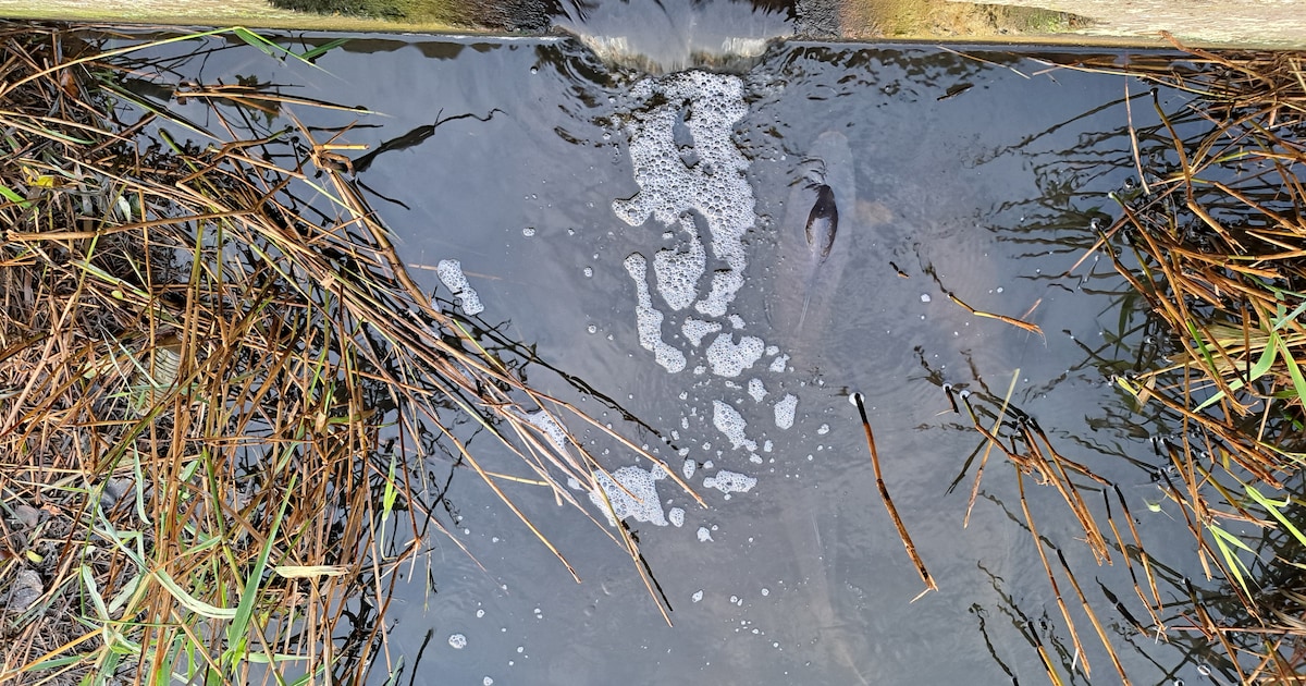 ‘De Otheense kreek was nog nooit zo zout, maar dat komt niet door een menselijke fout’