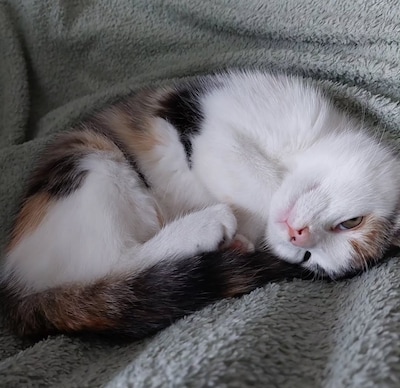 Heb jij Lappie gezien? Dit huisdier wordt in Tholen vermist