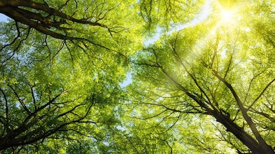 Gemeente Tholen geeft gratis bomen weg