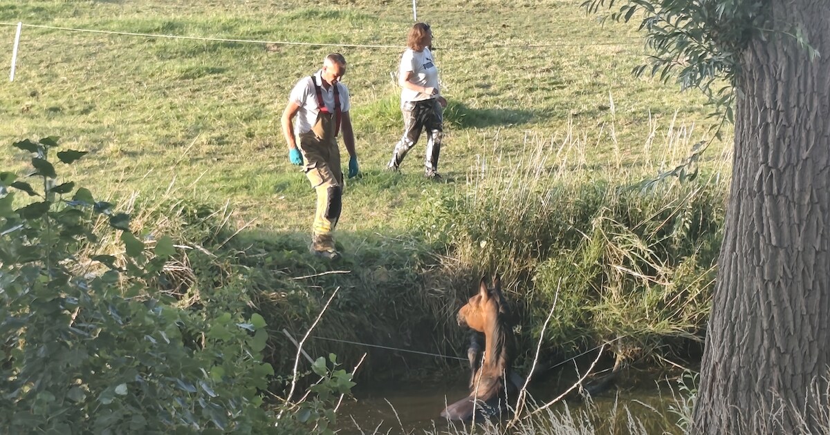 Paard gered uit sloot aan Oudendijk in Strijen