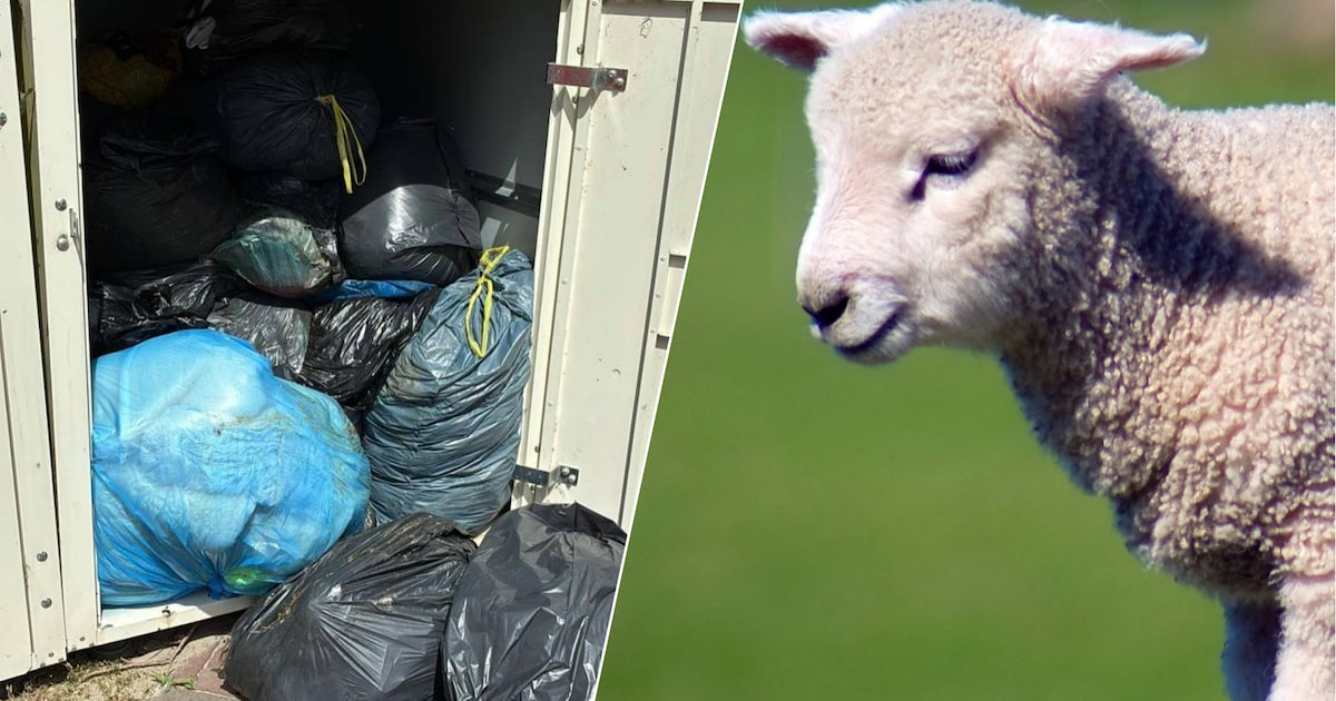 ‘Als je een zak opent en een schapenkop ziet liggen...’ Weer slachtafval gedumpt in Hulst