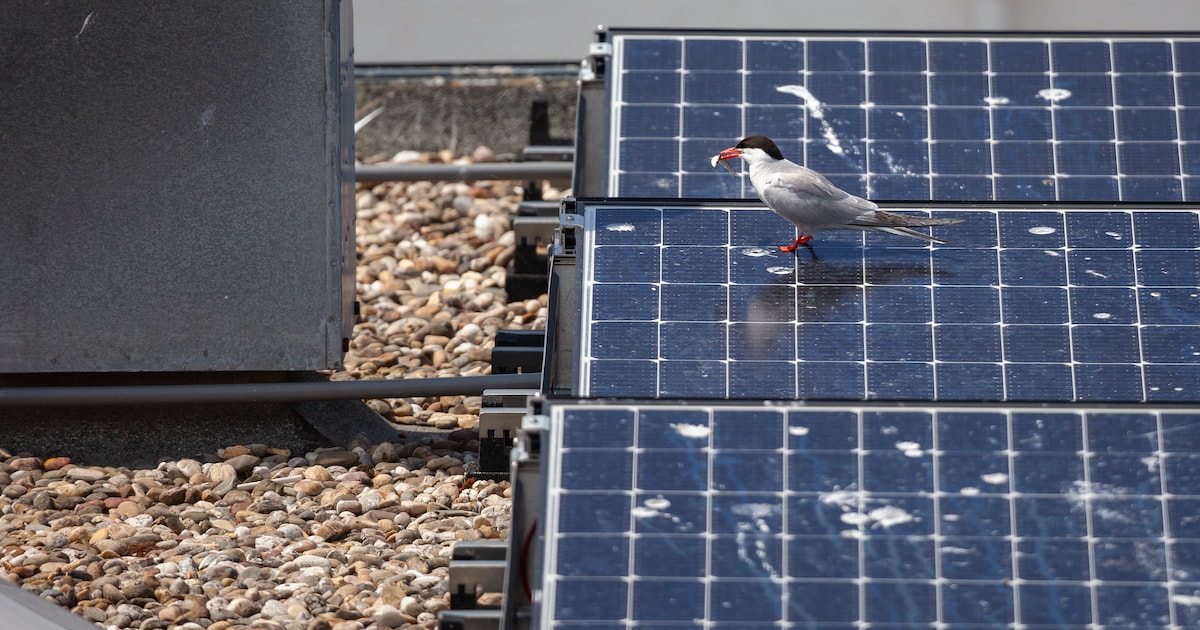 Je bent gewaarschuwd: de venijnige visdiefjes komen weer naar Terneuzen!