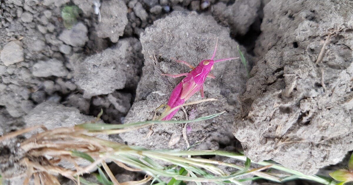 Zeer zeldzame roze sprinkhaan in Zeeland