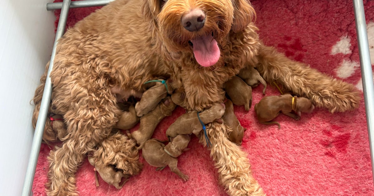 Goed nieuws, in beelden gevangen