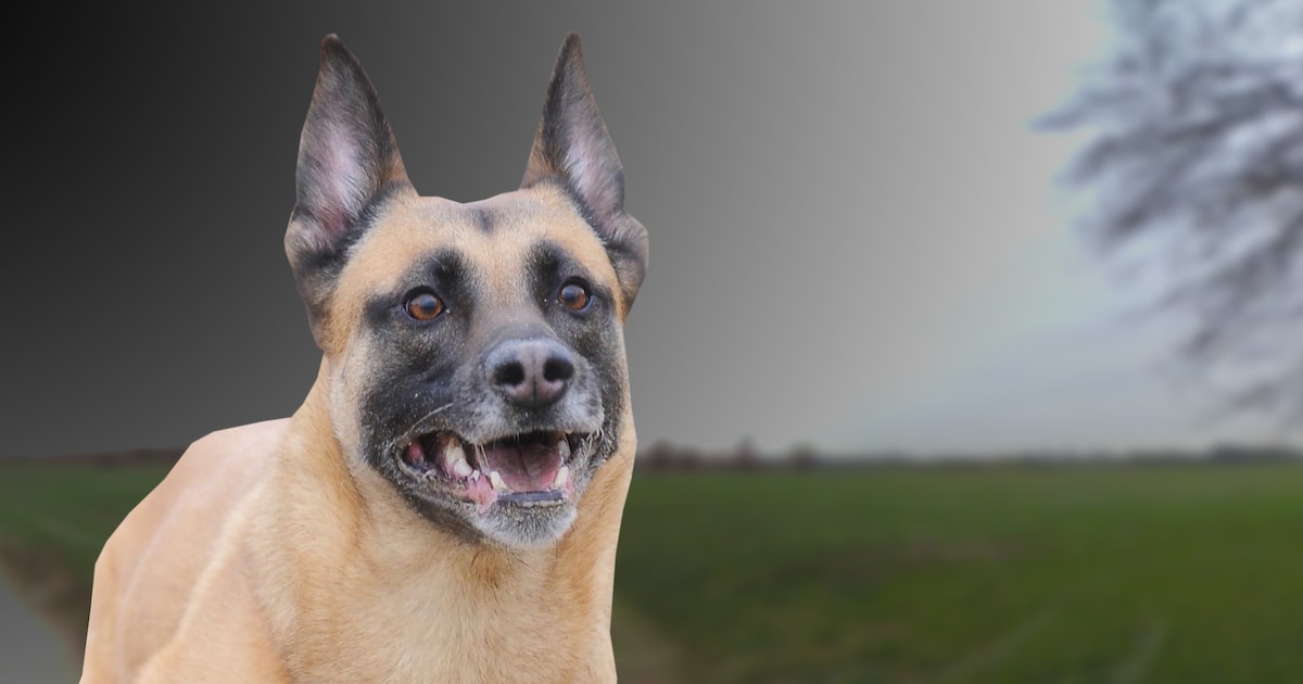 Hond doodgestoken tijdens uitlaten in Wagenberg