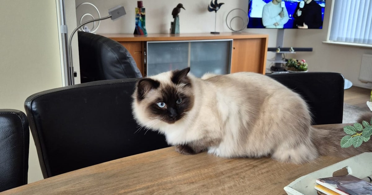 Heb jij Kai, Mini of Jip gezien? Deze drie huisdieren worden in Kapelle vermist