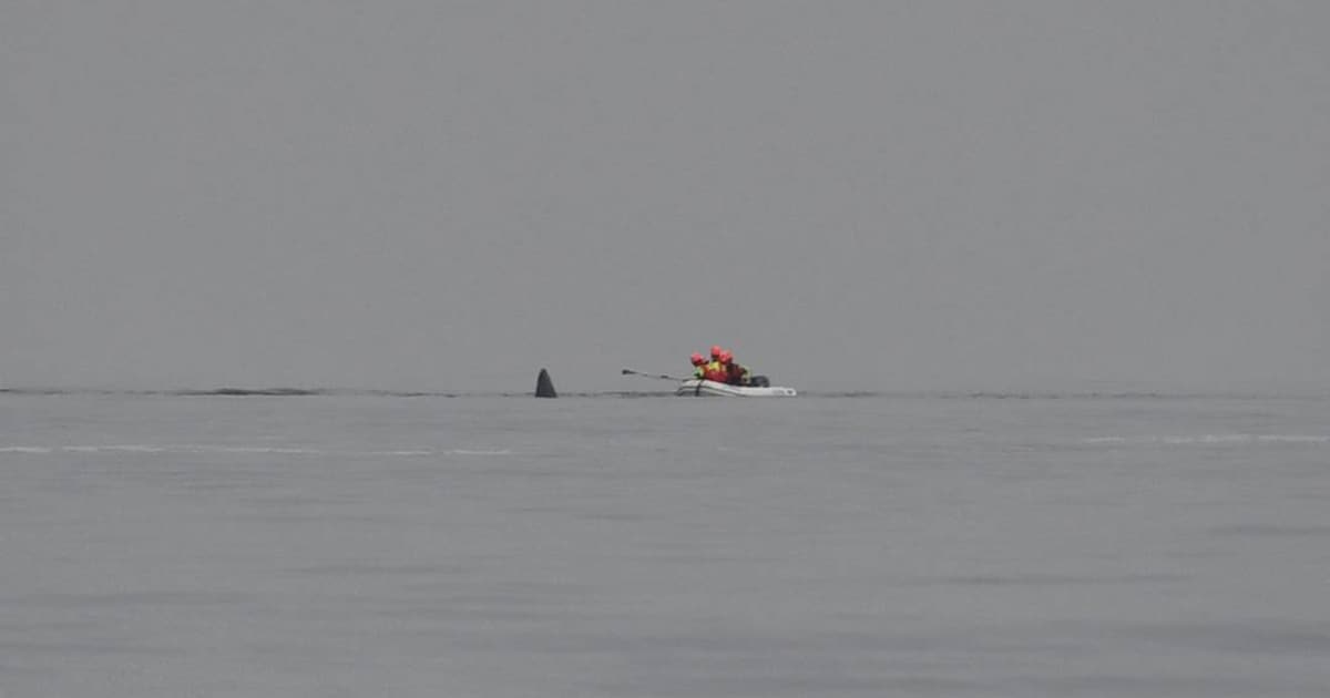 Dode potvis Verklikkerstrand is gevlogen: 45 ton wegend dier is vermist