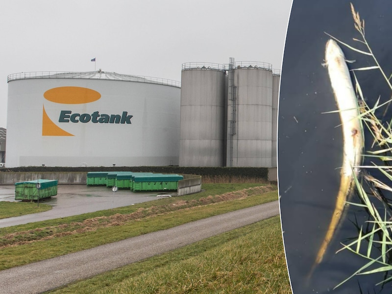 Stank van rotte eieren, vissterfte en een noodkreet in de raad: dit is ...