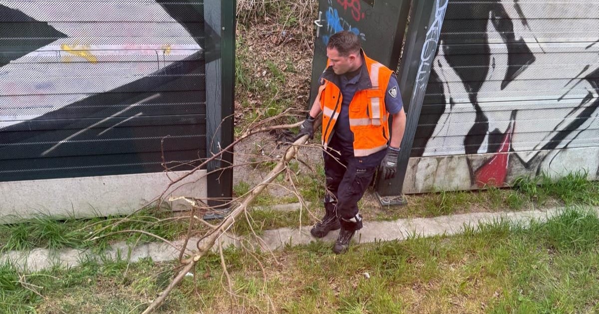 Trein strandt door stapel takken op het spoor: ‘Nog een geluk dat de trein niet ontspoorde’