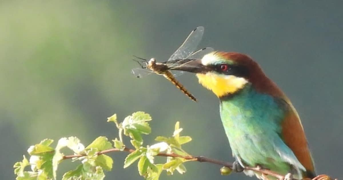 Recordaantal bijeneters trekt vogelaars uit heel het land naar ’s-Gravenpolder