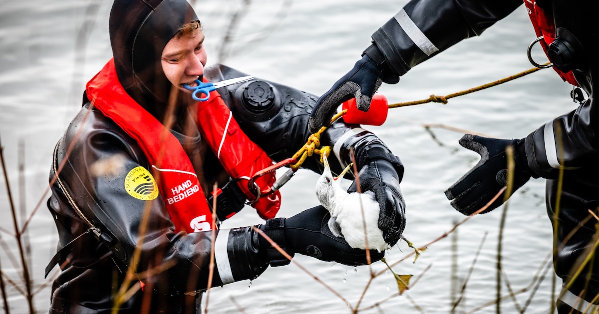 Duikers bevrijden meeuw uit visdraad in het Wantij