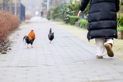 Loslopende hanen zorgen voor irritatie en slapeloosheid: ‘Handhaving rijdt langs en zwaait alleen maar naar de dieren’