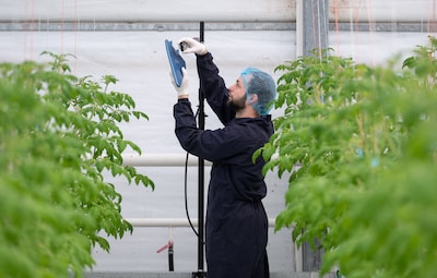 Minder tomatenplukkers nodig in de kassen: AI laat de perfecte vrucht groeien en knipt ’m zelfs af