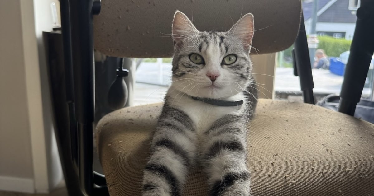Heb jij Brie of Nacho gezien? Deze twee huisdieren worden in Terneuzen vermist