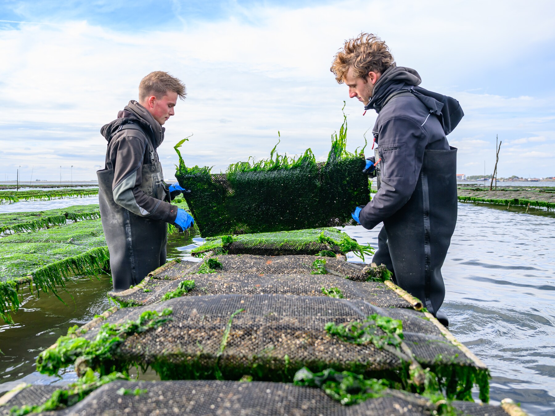 De oester is het tegenovergestelde van de plofkip