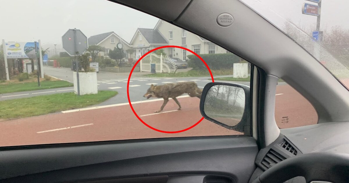 Vijf schapen dood op Schouwen-Duiveland na aanval wolf