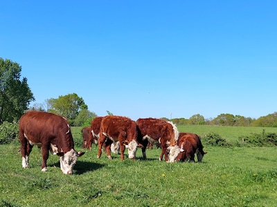 BOE-iend verhaal: deze bijzondere koeien lopen in het Bergse Markiezaat