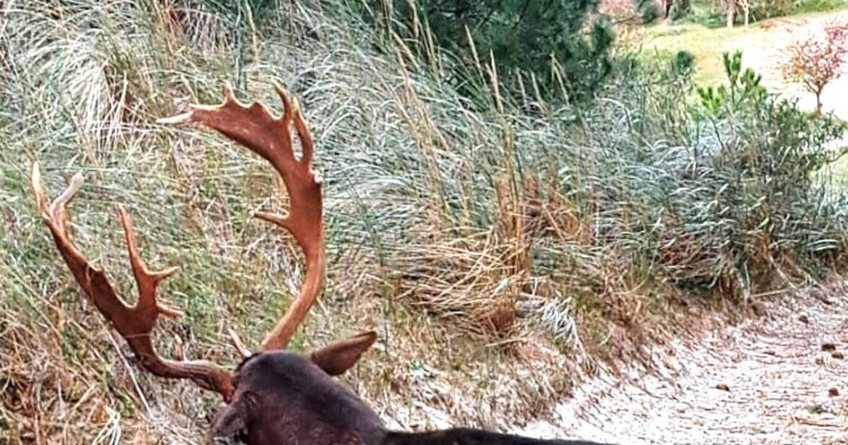 Mannetjes Liggen Na Drie Weken Paren Uitgeput Langs Het Bospad Ze 