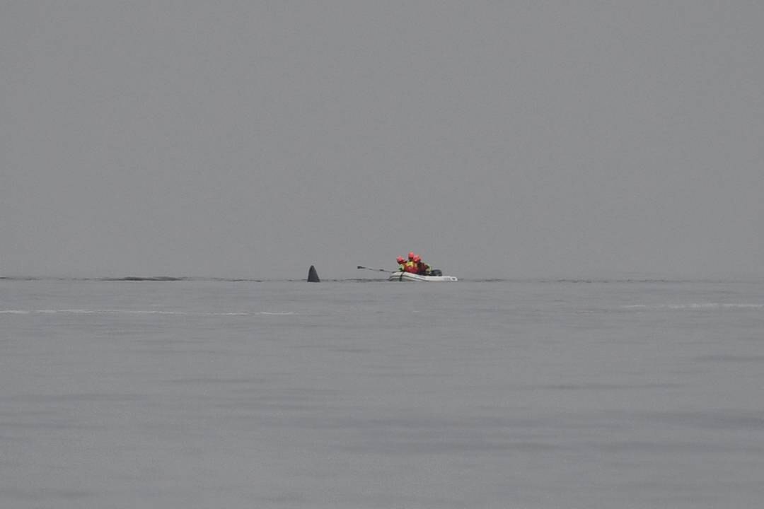 Dode potvis aangetroffen voor kust bij Verklikkerstrand