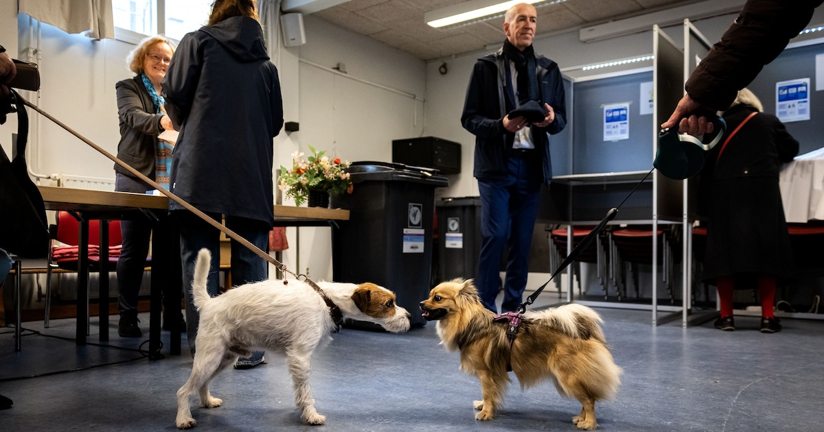 Zo stemde Bergen op Zoom: meeste kiezers voor PVV, maar in deze wijk haalde Denk 47 procent van alle