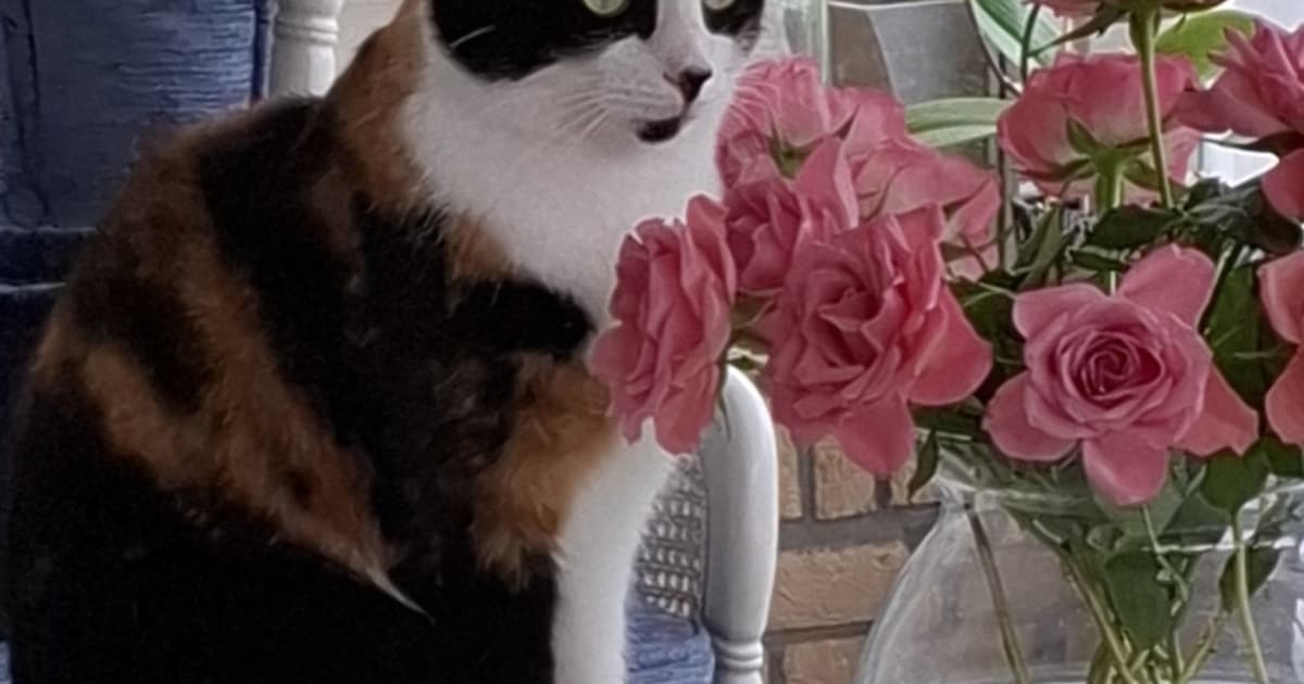 Heb jij Pia of Pip gezien? Deze twee huisdieren worden in Veere vermist