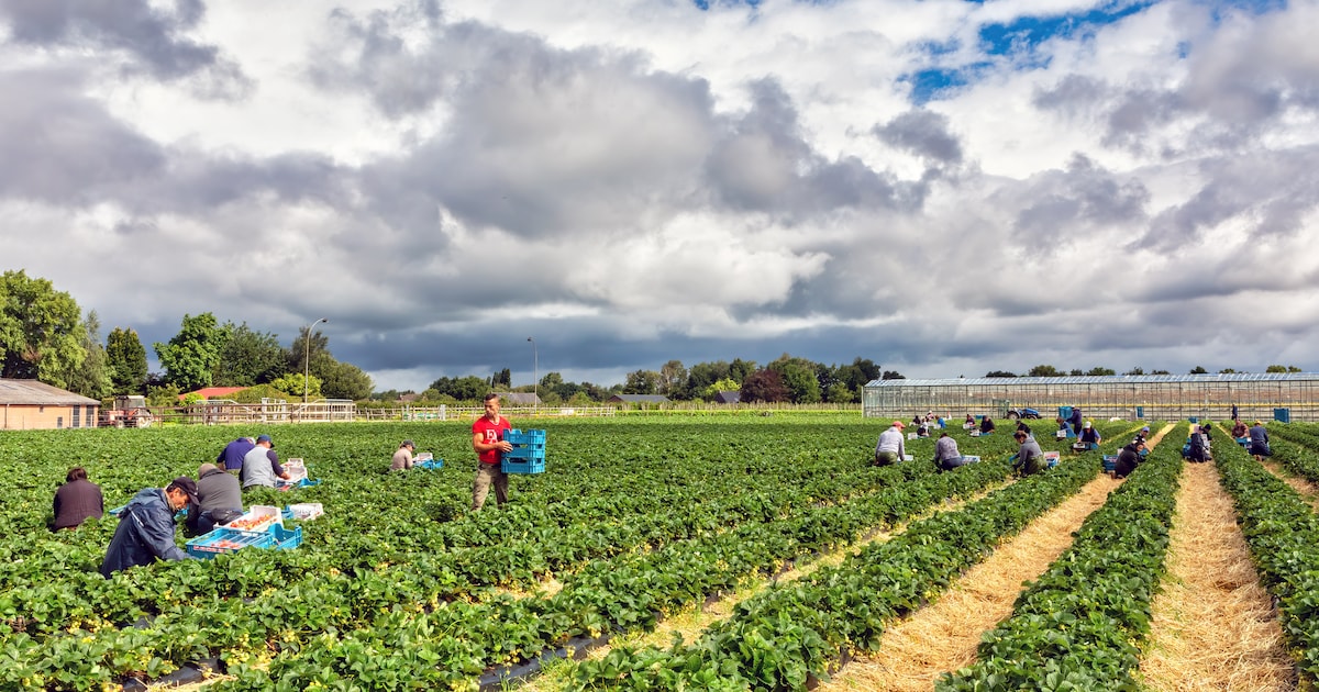 Laten arbeidsmigranten de Roosendaalse kassa rinkelen? Gemeentebestuur laat innen van toeristenbelas