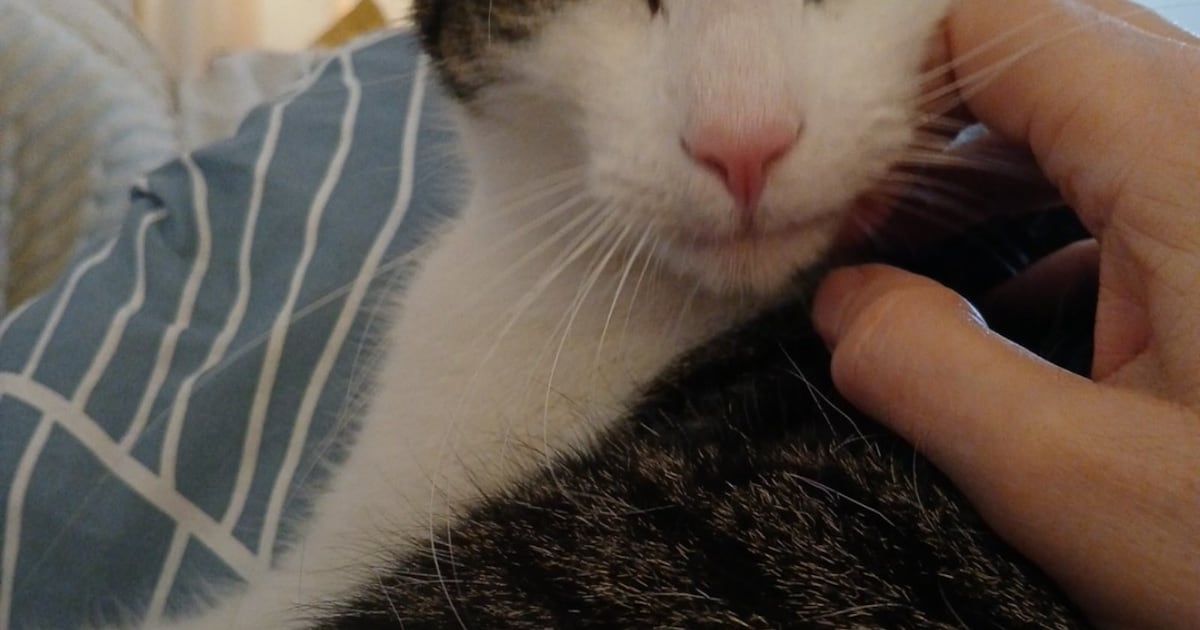 Heb jij Jip, Poes of Chili gezien? Deze vier huisdieren worden in Veere vermist
