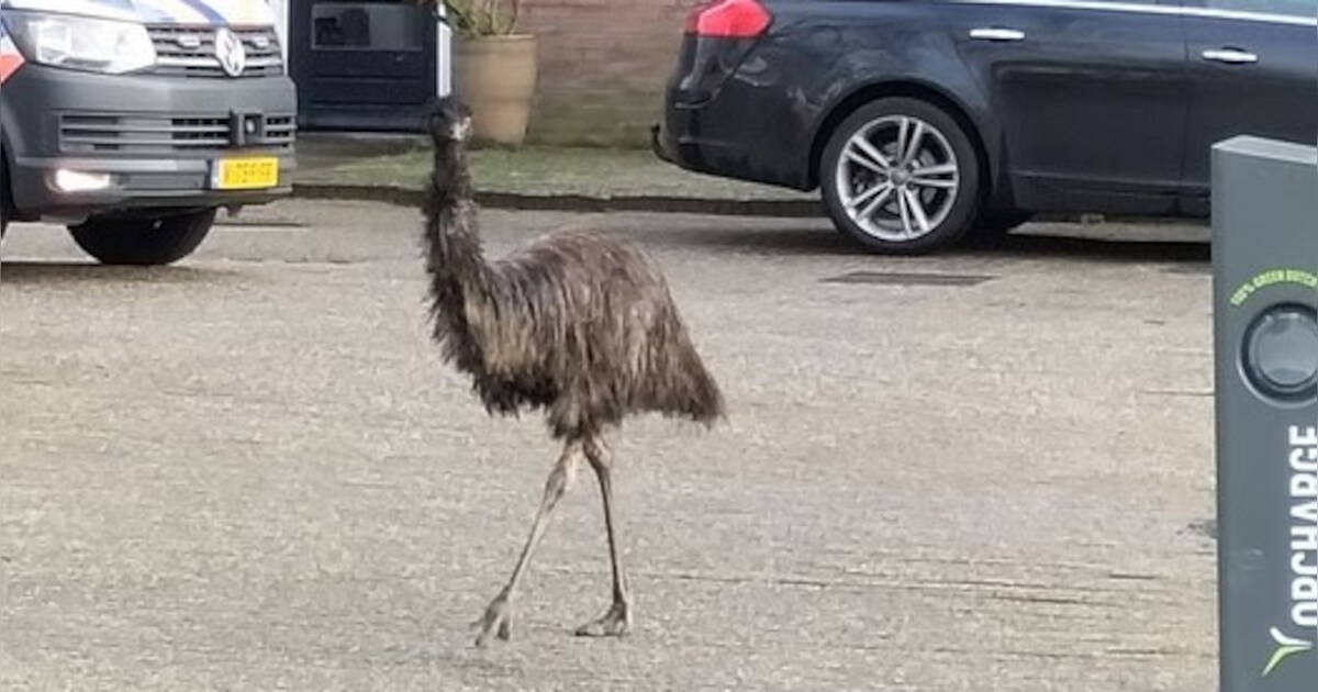 Deze ‘vreemde vogel’ paradeert ineens door Prinsenbeek, vier agenten lokken hem met voer