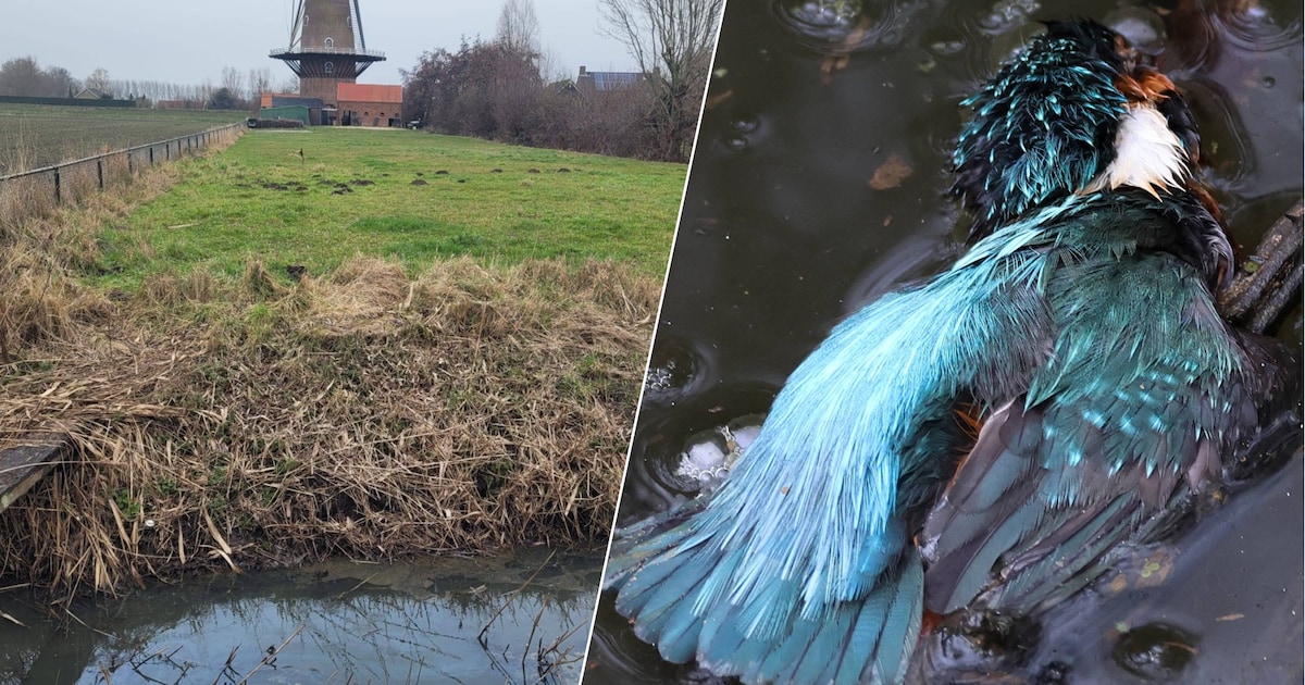 ‘Calamiteit’ in Zeeuwse sloot: natuur slaat alarm, maar vervuiler blijft onbekend