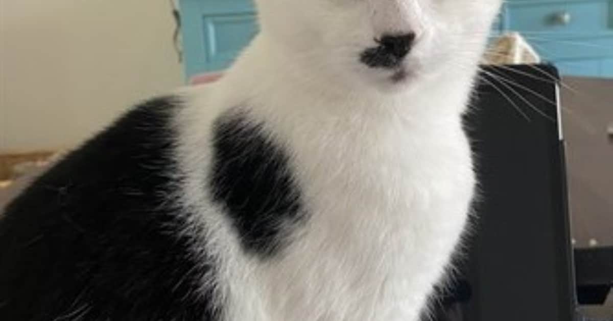 Heb jij Dotje gezien? Dit huisdier wordt in Goes vermist